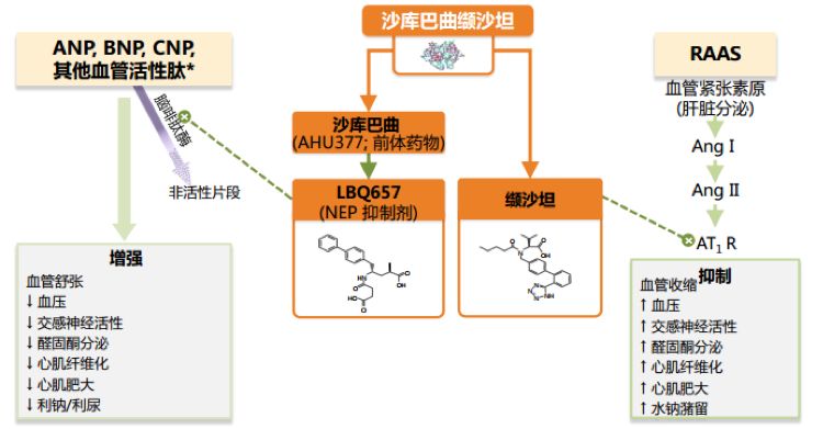 对此现状,诺欣妥03(沙库巴曲缬沙坦)作为首个血管紧张素受体脑啡肽