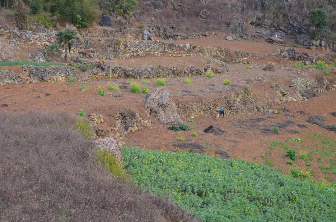 雲南西疇:破解喀斯特石漠化地區減貧難題