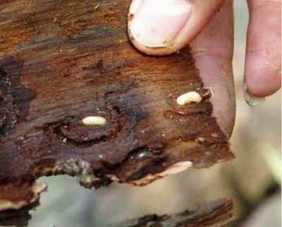 1999年首次发现松树的癌症苦战18年扬州基本摘疫区帽子