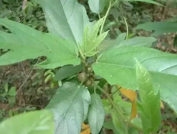 就是這種奇怪植物的根 不僅山上,一些田邊地頭也有 相信不少農村的小