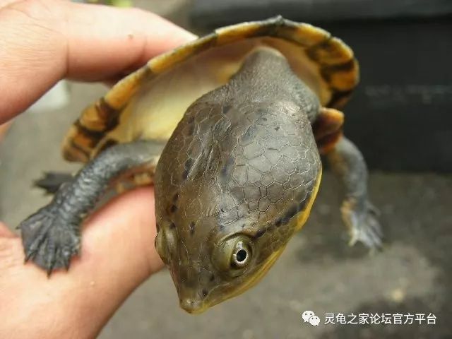 亚马逊蟾头龟资料图片