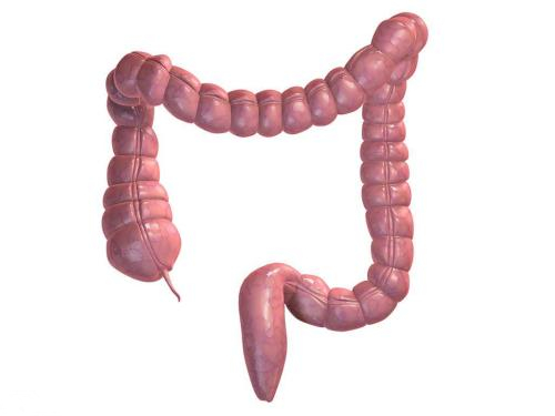 带(taenia coli)的平滑肌分别附在升结肠,横结肠,降结肠与乙状结肠上