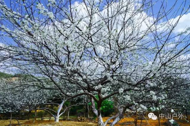 2月3日-4日,7日-8日两期,翁源三华李发源地赏如雪李花,新丰樱花峪品