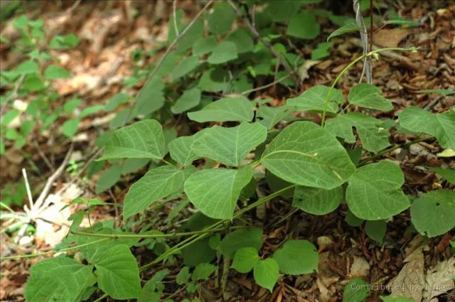 你所不知道的植物秘密野葛