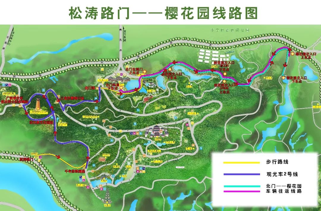 南宁青秀山樱花园1月25日正式开园,邀你一同邂逅浪漫樱花