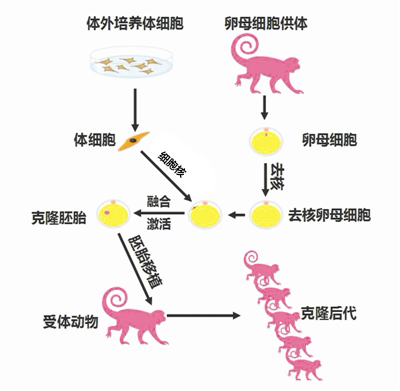 以體細胞的細胞核作為核供體,將體細胞核移入取出細胞核的卵細胞中