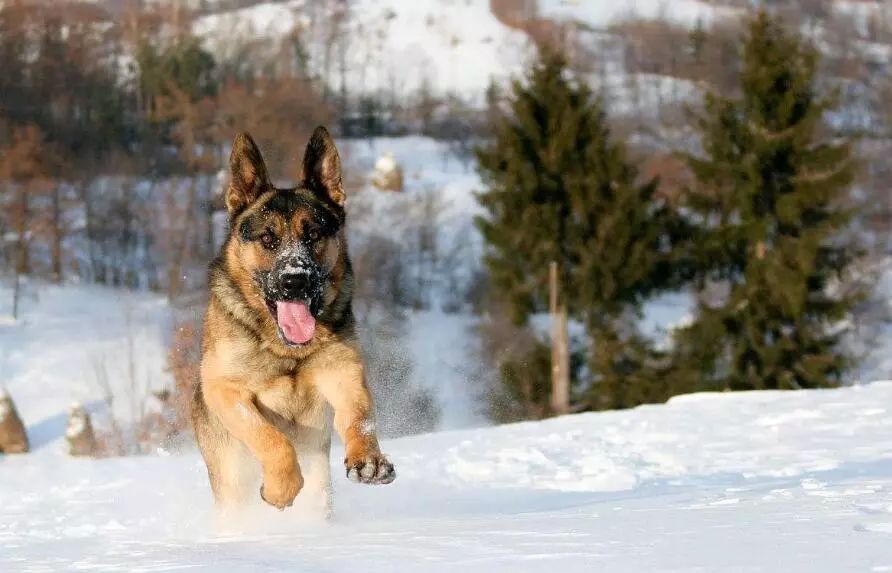 雪地裡的猛犬散發出別樣魅力,帥得驚天地泣鬼神!