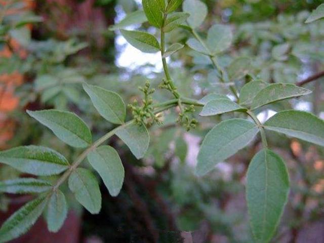 花椒樹栽培技術花椒樹的發育枝與徒長枝