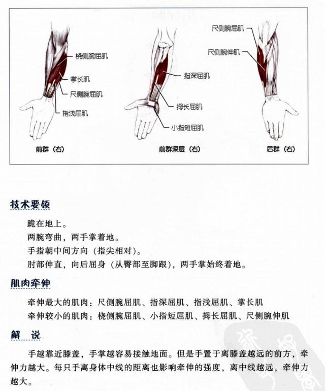 牽伸乾貨牽伸解剖指南頸肩背胸手臂腕手