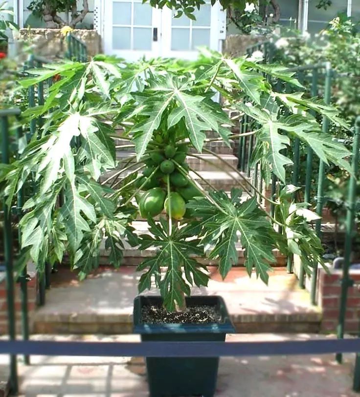 木瓜也有一些适合盆栽养护的低矮品种,可以正常开花结果,养护也是非常