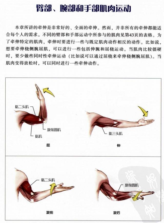 【视频】牵伸放松肌肉科普