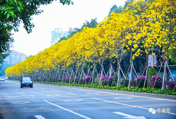 东莞市市花市树图片