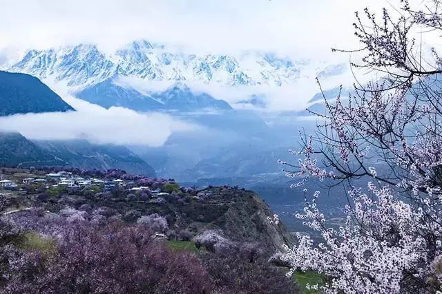 樹上的粉紅桃花與遠處的聖潔雪山相輝映,清澈的尼洋河蜿蜒其間,不