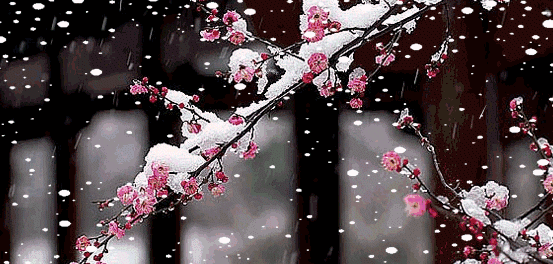 梅花雪景动态图图片