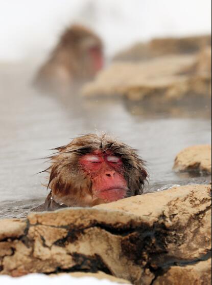 日本猴子泡温泉图片