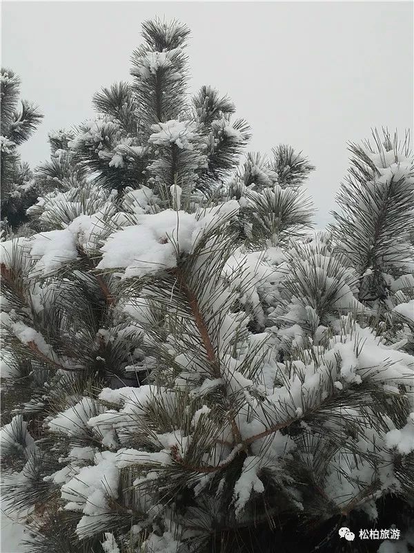 雪天,与松柏相约