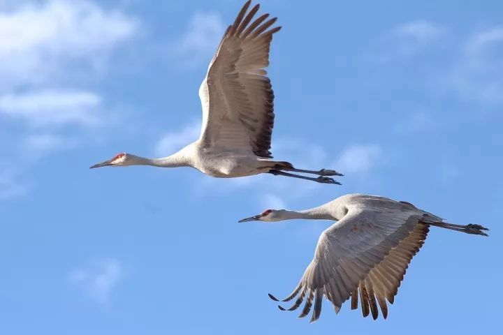 丹頂鶴被尊稱為天上的神物,是羽族動物之首,只屈居於鳳凰之下,象徵著