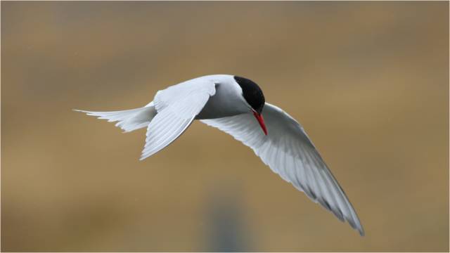 學名:sternusvittata中文:南極燕鷗英文:antarctic tern學名