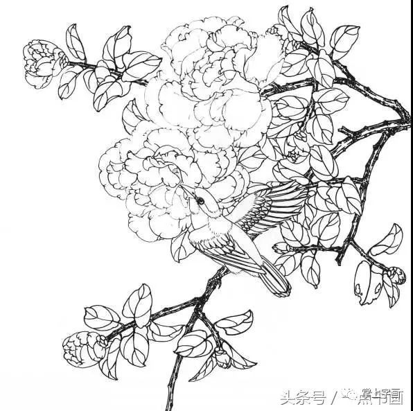 茶花白描