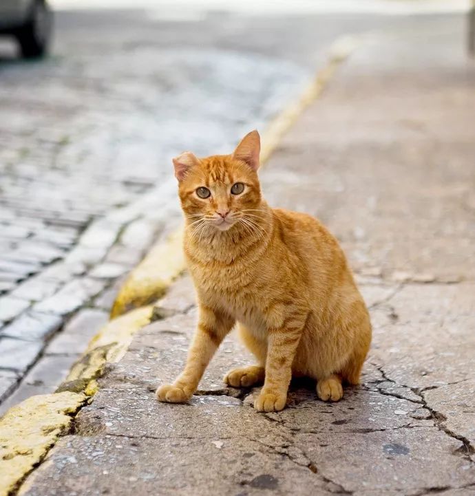 胡安米罗 猫图片