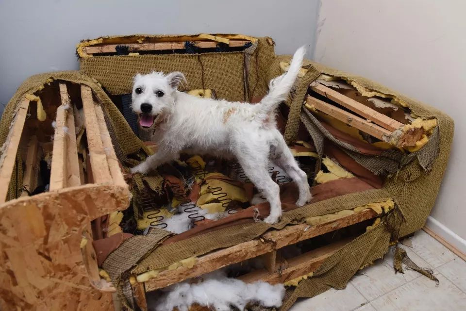 三个小时,咬烂了价值2000英镑的沙发?据说这是全英国最淘气的狗狗!