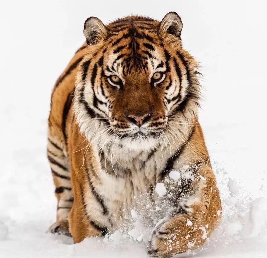 摄影师冒死拍下的霸气老虎玩雪大片有点可爱