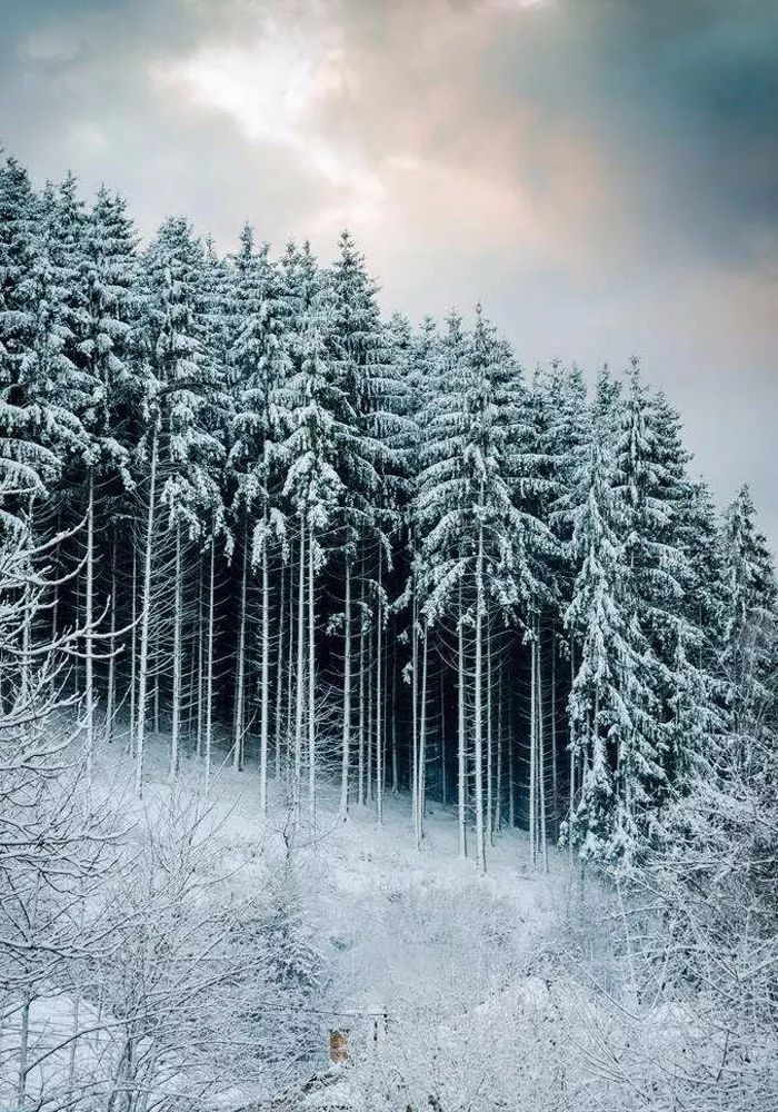 雪的梦幻陶笛周子雷图片