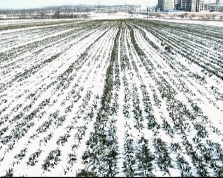 降雪改善土壤墒情为冬小麦保驾护航