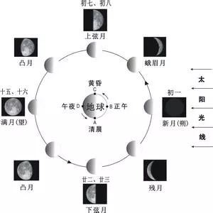 地球一起绕太阳公转,所以地球上的人类观看到的月亮有周期性的变化