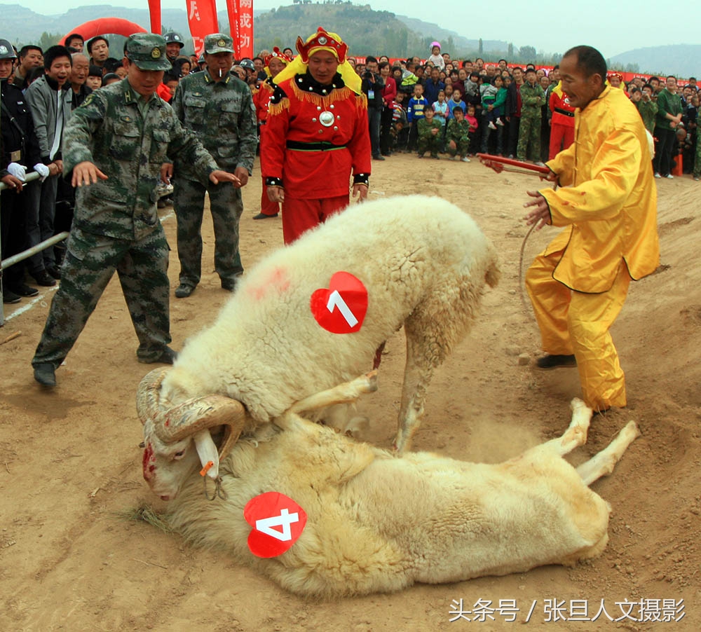 古老的民俗黄河边"斗羊"大赛 斗的残酷斗的血腥斗出了羊王