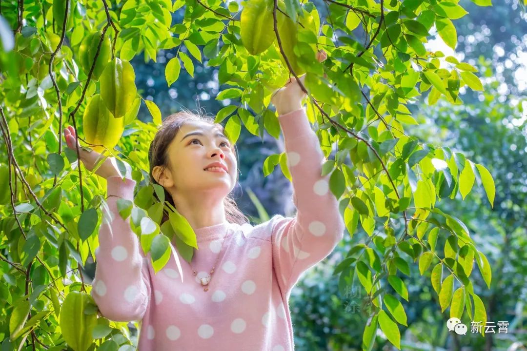 (摘杨桃 戴园笙摄)