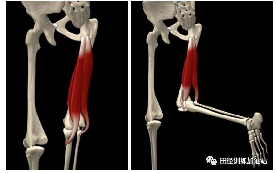 股後肌群除了在短跑中容易拉傷外你還知道什麼