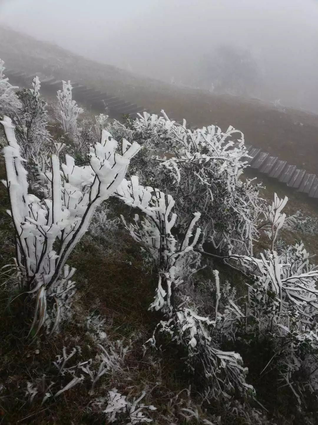 天冠山麓下雪图片