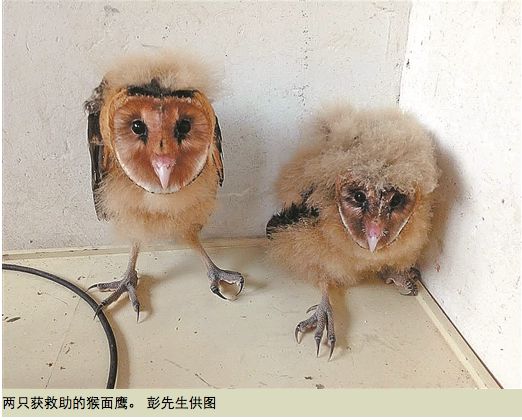 经鉴定,两只幼鹰为国家二级保护动物草鸮幼崽,因长得像猴,也叫猴面鹰