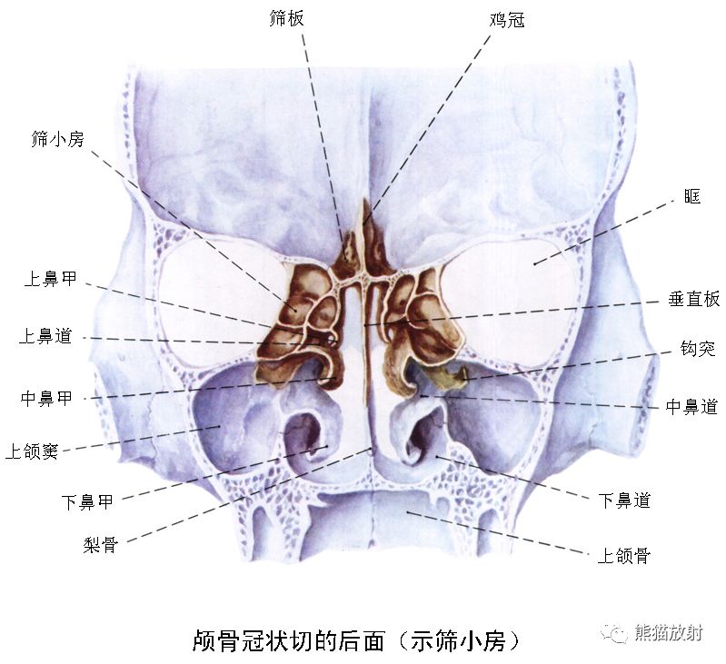 解剖丨顱面頸部顱面骨眼眶腮腺等