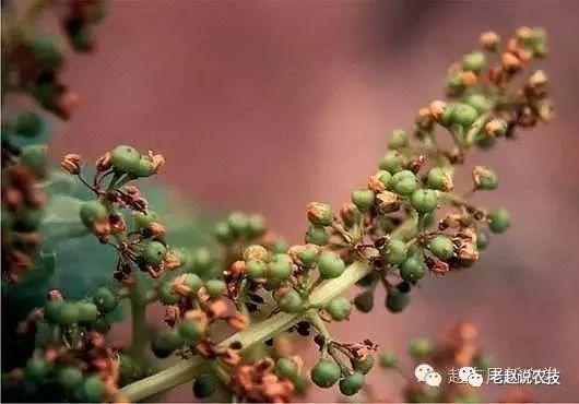 硼对植物来说非常重要!缺硼花而不实,大小粒