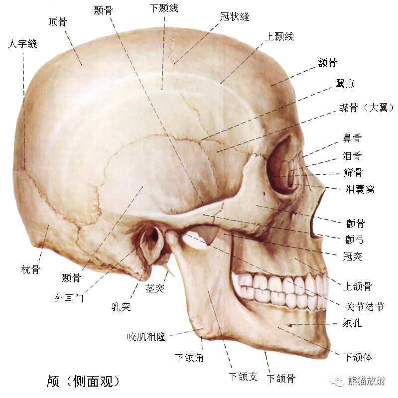 面部骨骼解剖图解大全图片