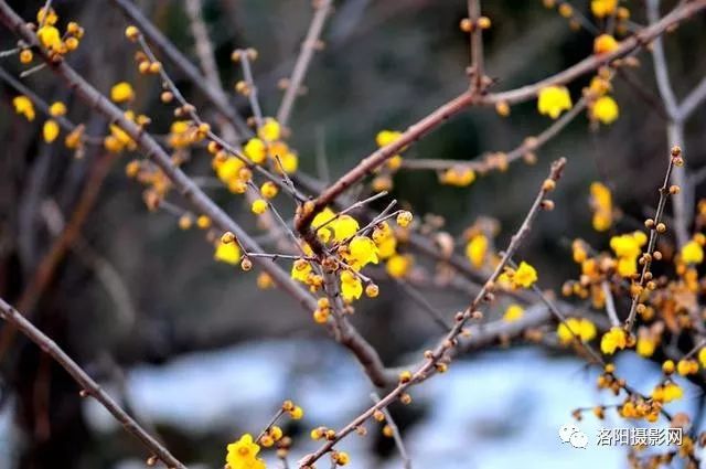 寒冬臘月梅花開2018年洛陽賞梅地圖請收藏