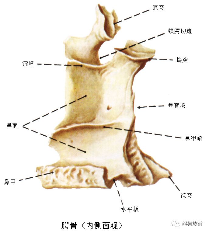 解剖丨顱面頸部顱面骨眼眶腮腺等