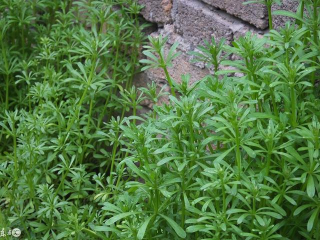 常见野草可食用图片