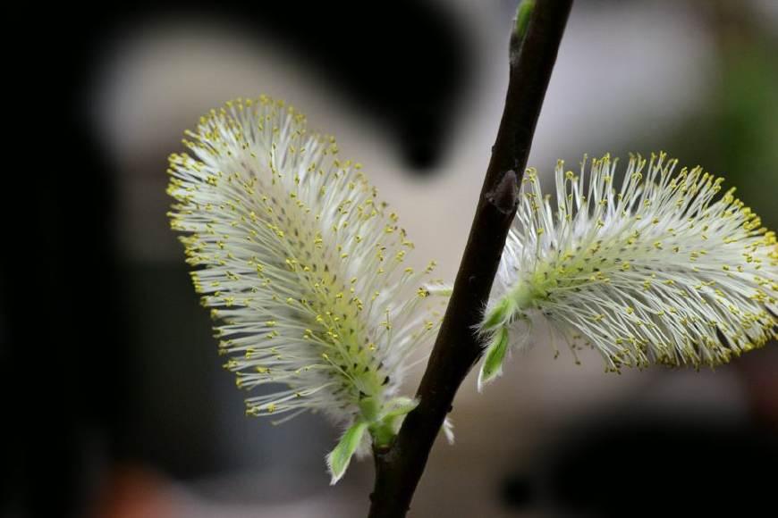 银条菜开花图片图片