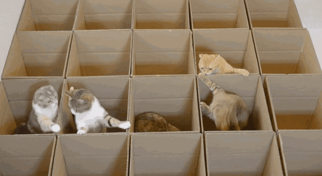 猫为什么喜欢钻进盒子?原因在这