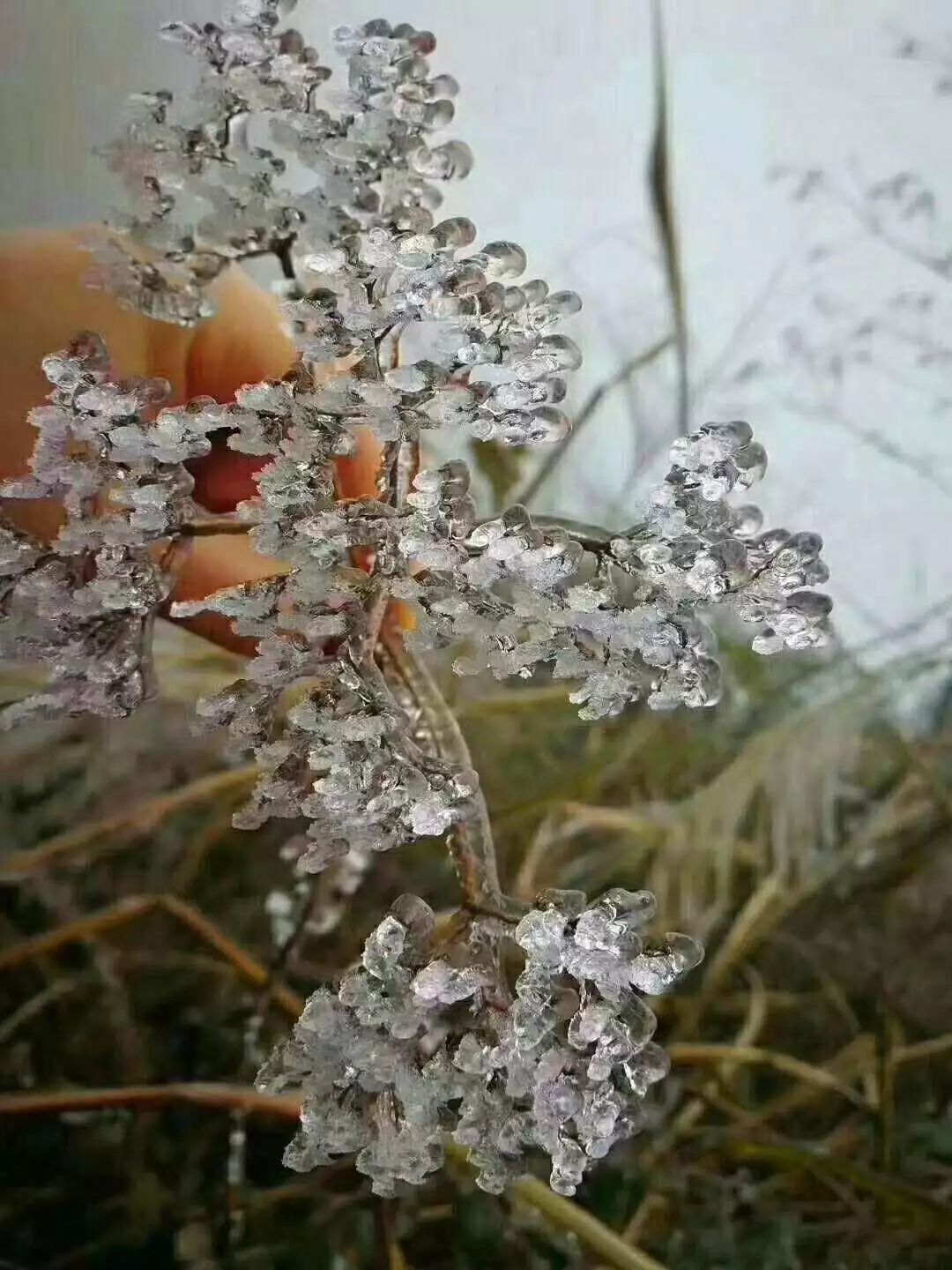 雪晶花的药用价值图片