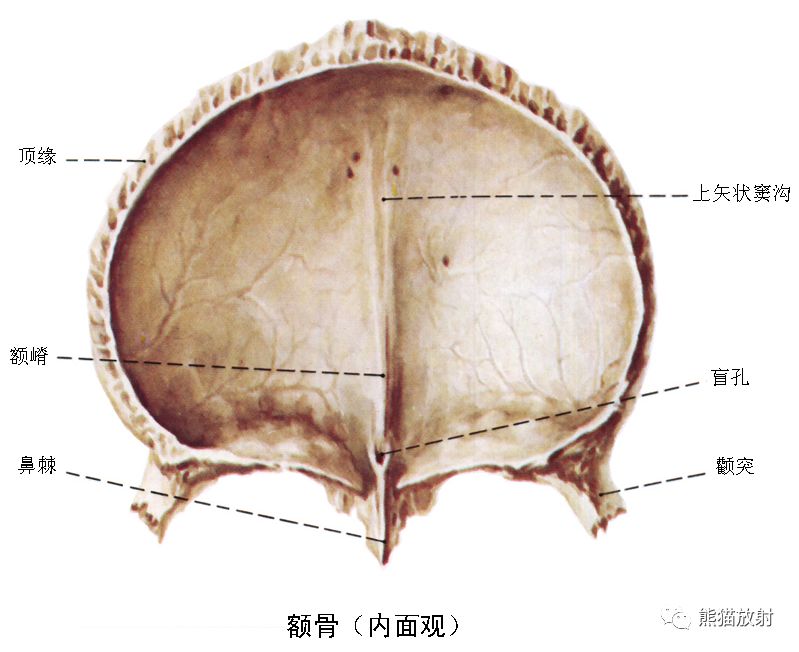 解剖丨颅面颈部颅面骨眼眶腮腺等