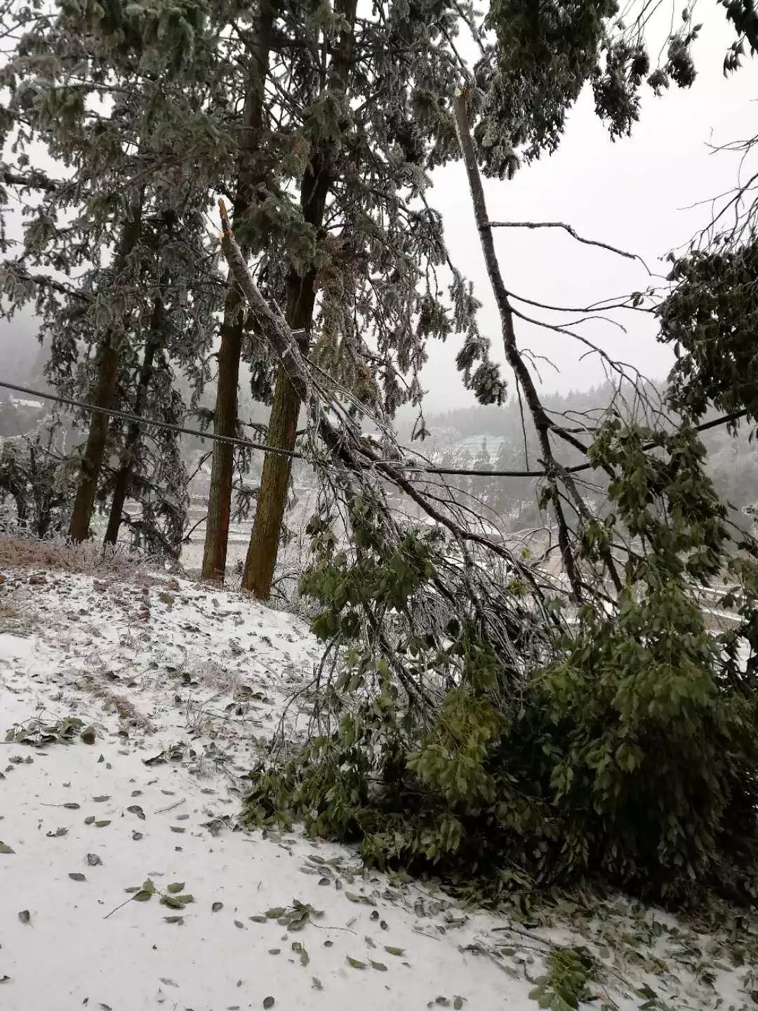 因雨雪天氣,麻姑山暫停對外開放!開放時間