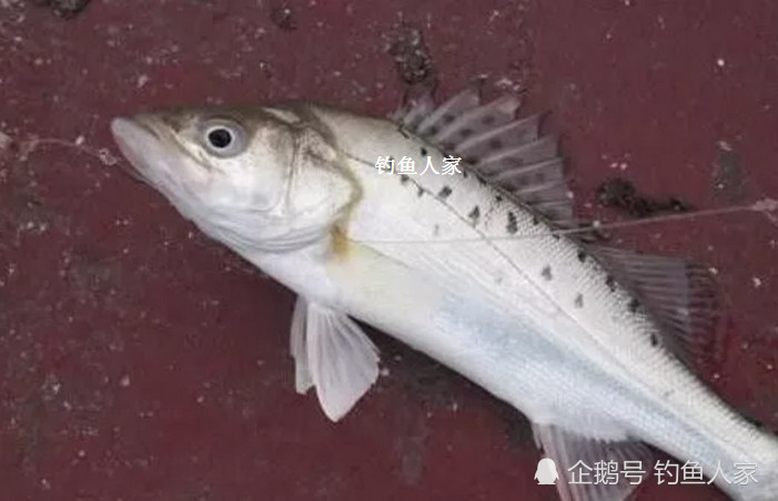 冬天海上船釣,串鉤釣法,路亞串鉤順流施釣掠食性強的大鱸魚