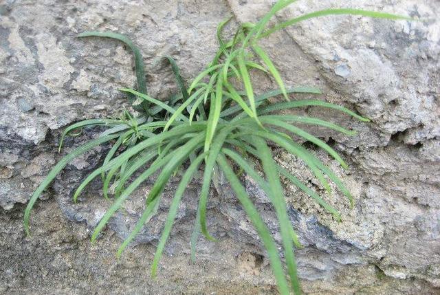 鸡爪子植物图片作用图片