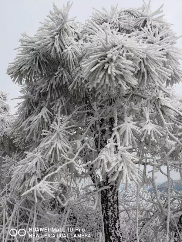 同样在1月29日上午,网友胡绍敏在金鸡山拍摄的一组雪景,实实在在惊艳