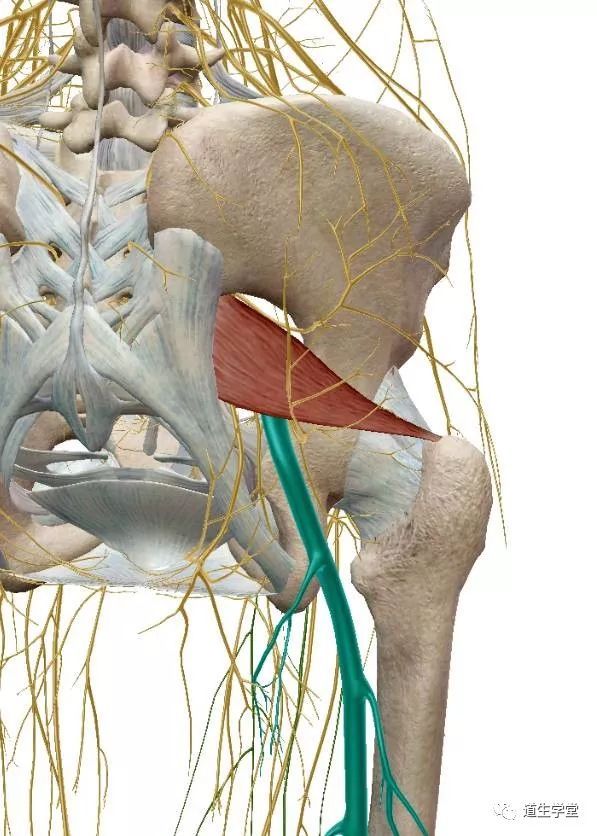 解剖知識丨梨狀肌二