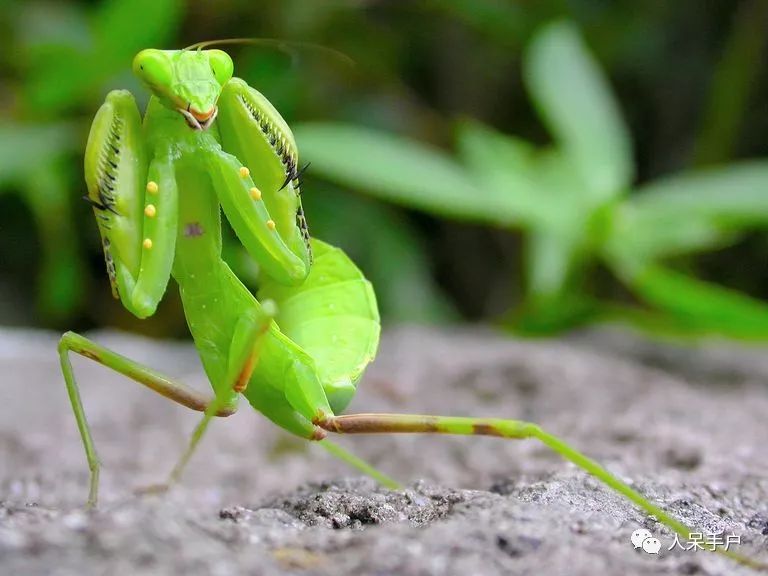 Praying Mantis Information For Kids